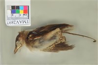 藏品(白頭翁)的圖片